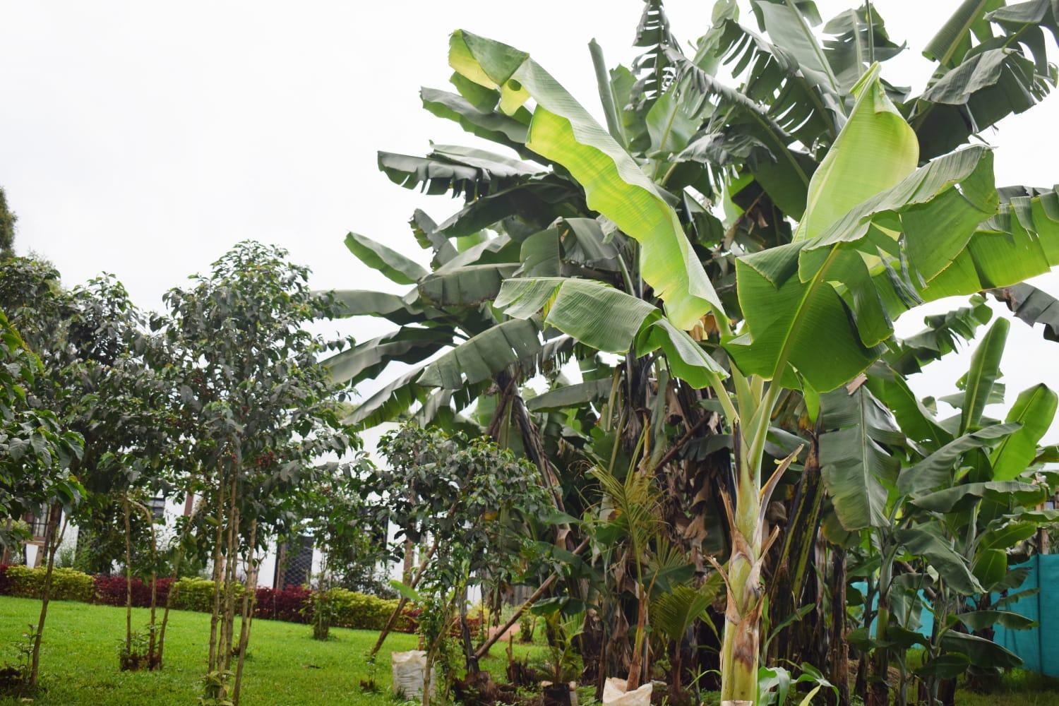 The Plantains Place Karatina ภายนอก รูปภาพ